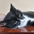 Oreo